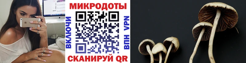 darknet клад  Приволжский  Галлюциногенные грибы Psilocybe 